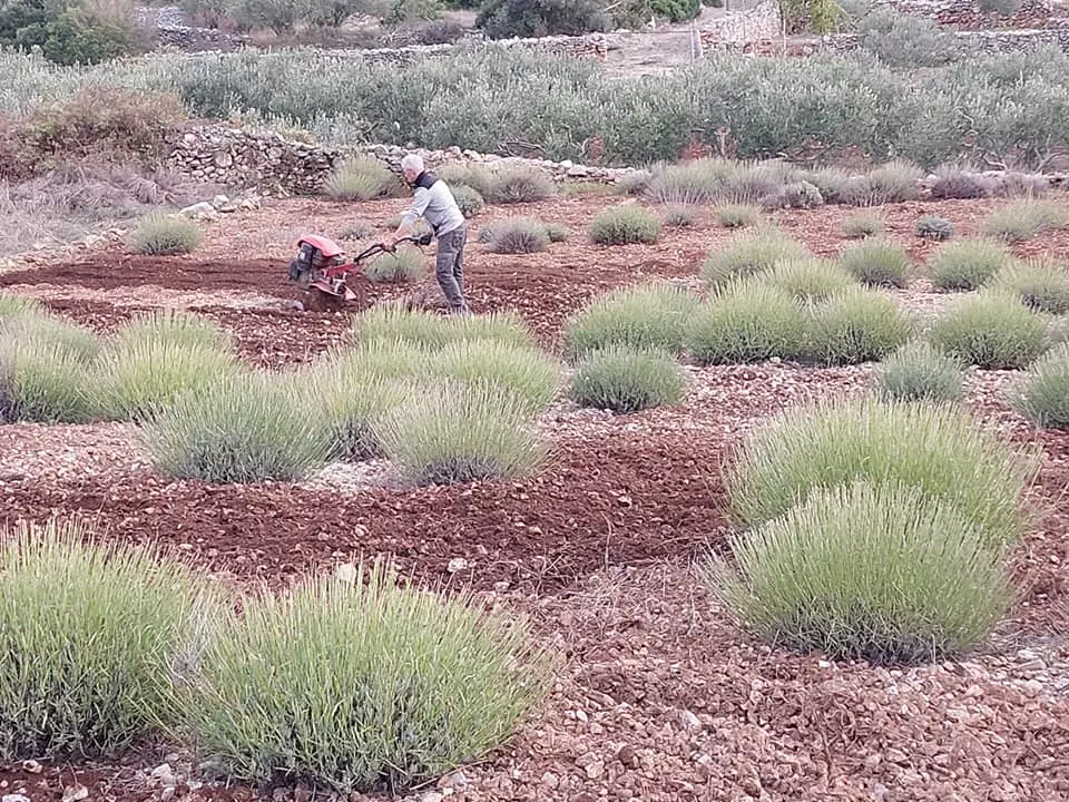 ProizvodnjaiprodajaeteričnihuljaiprirodnekozmetikeHvar4