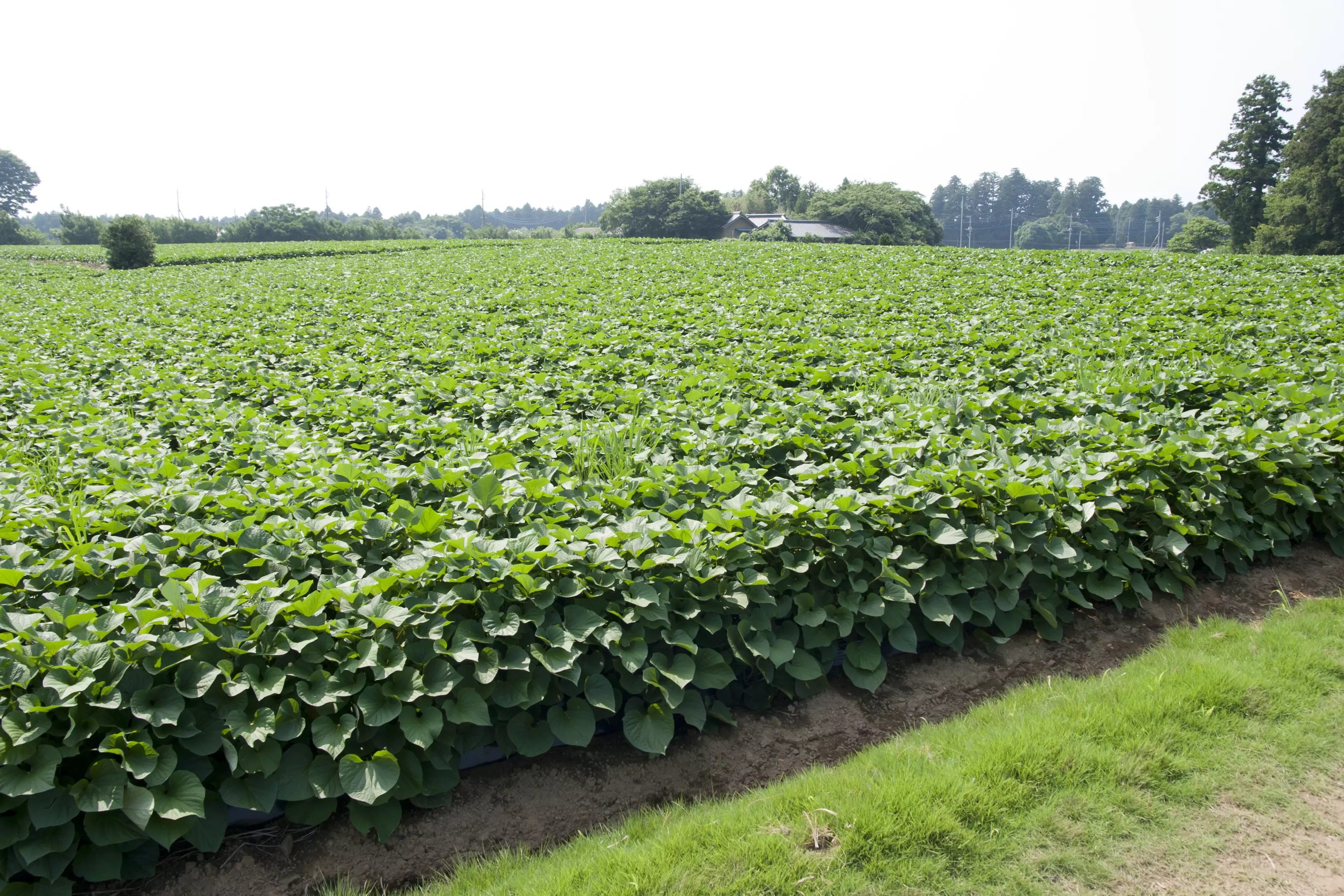 ProizvodnjaiprodajapovrcaUdbina1