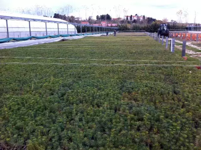 Proizvodnjaiprodajasadnicaukrasnogišumskogbilja,ZemunikDonji,Hrvatska