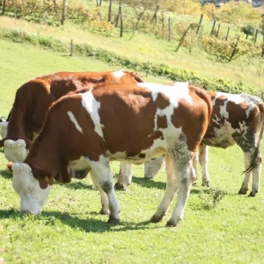 Proizvodnjamlijekaimesa,tovjunadi,DonjaZelina4