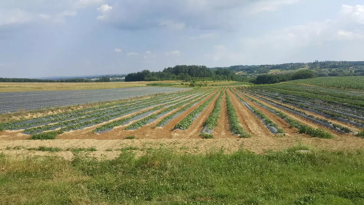 ProizvodnjasadniceigomoljabatataGornjaKupčina4