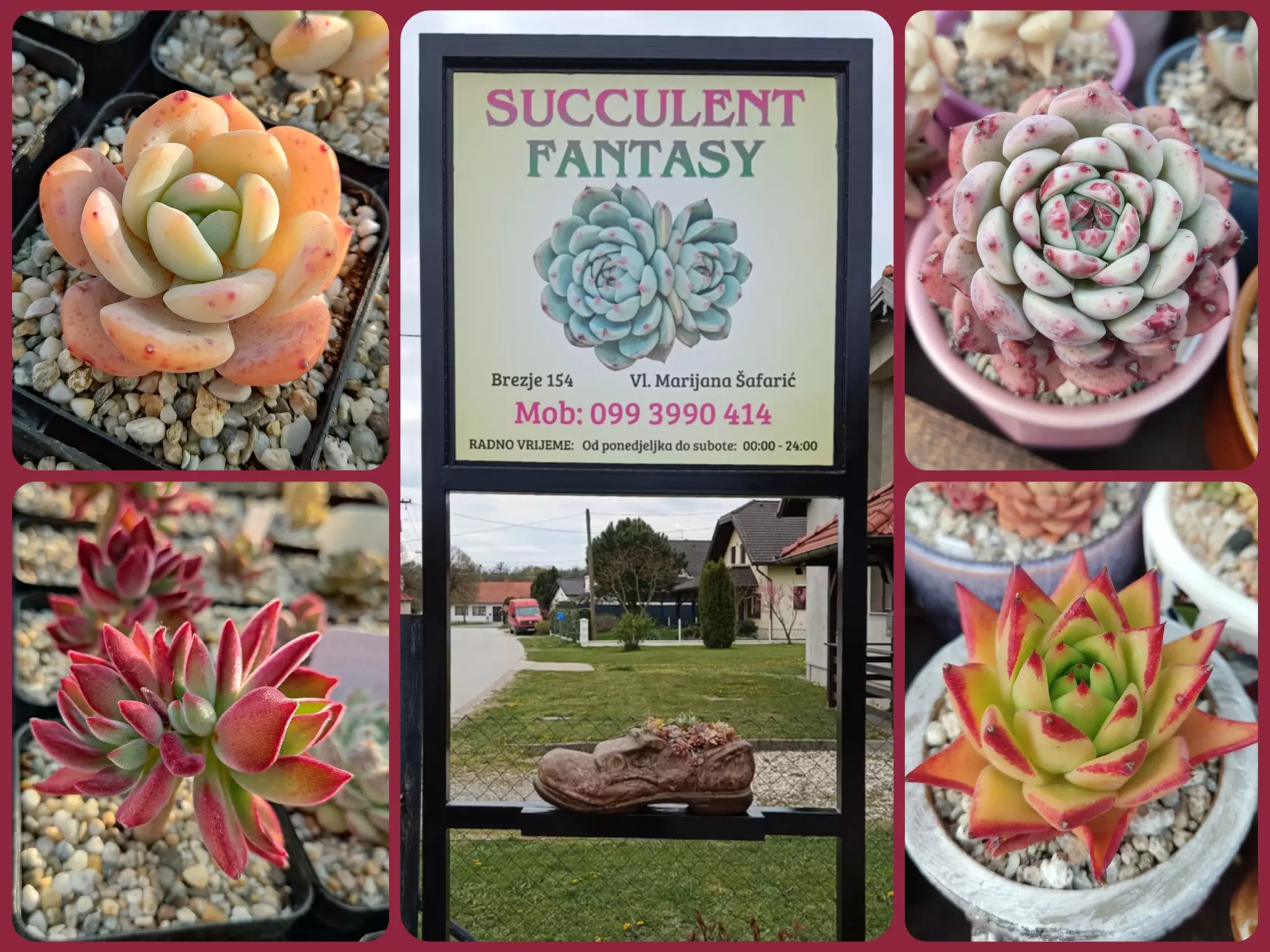 Proizvodnja sukulenata, Brezje, Hrvatska