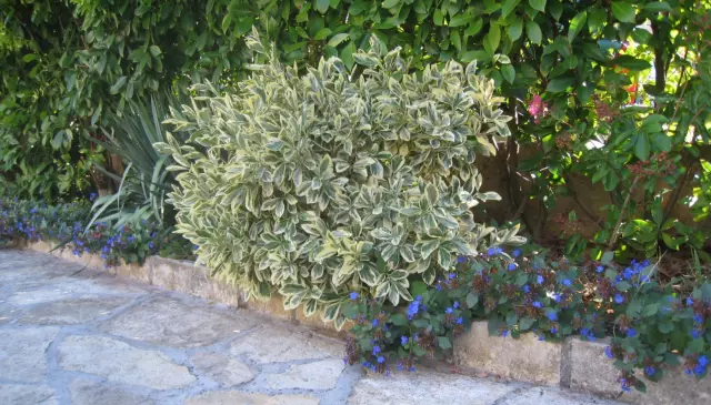 Projektiranjeiodržavanjezelenihpovršina,Matulji2