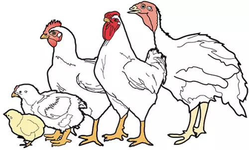 Oprema za peradarstvo Hrvatska, Varaždinska županija