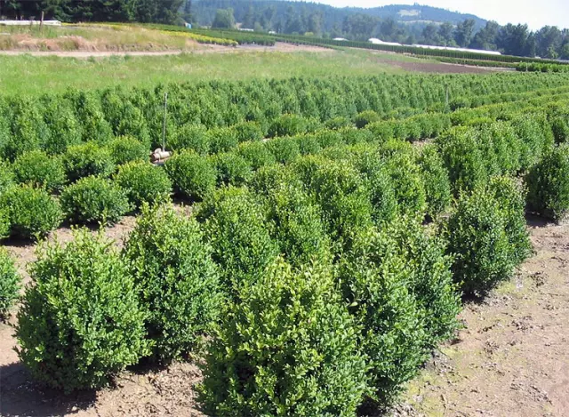 Rasadnikukrasnihsadnica,ukrasnesadnice,magnolia,Gradište,Vukovarsko-srijemskažupanija2 Rasadnikukrasnihsadnica,ukrasnesadnice,magnolia,Gradište,Vukovarsko-srijemskažupanija2