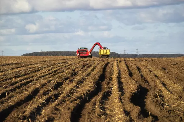 Ratarstvo_i_stočarstvo,kukuruz,bundeve,ječam,pšenica,uzgoj_bikova,krava,Hemuševec,Čakovec3