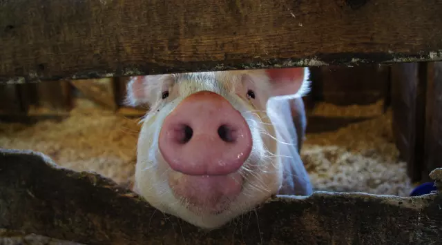 Prodaja kukuruza i svinja Gundinci
