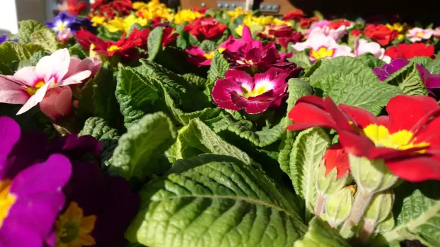 Raznevrstetrajnica,ljetnicairezanogcvijeća,Ludbreg,Varaždin