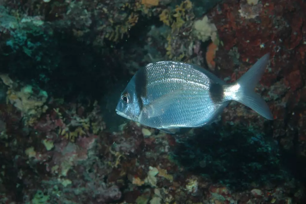 RentalofdivingequipmentPula8 RentalofdivingequipmentPula8