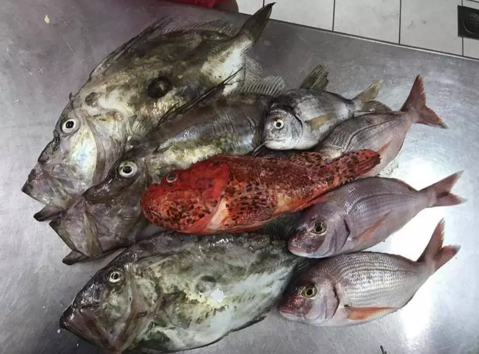 Riblje delicije prilagođene sezoni i dnevnom ulovu ribe-Tribunj, Šibenik