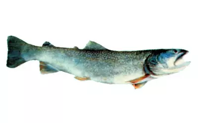 Ribolovnanatjecanjaišaranskiribolov,SlavonskiBrod3