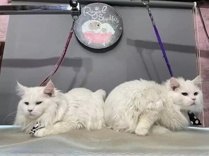 Salon kućni ljubimac Salon za kućne ljubimce Koprivnica, RH