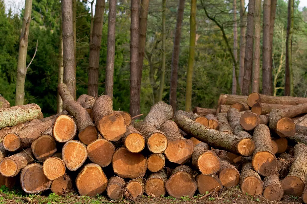 Drveni elementi, palete Drveni elementi za palete u Molvama Gredama