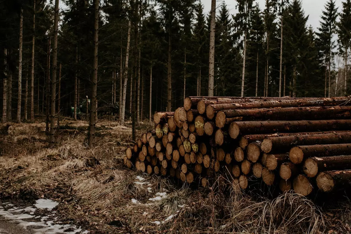 Rušenjedrveća8 Rušenjedrveća8