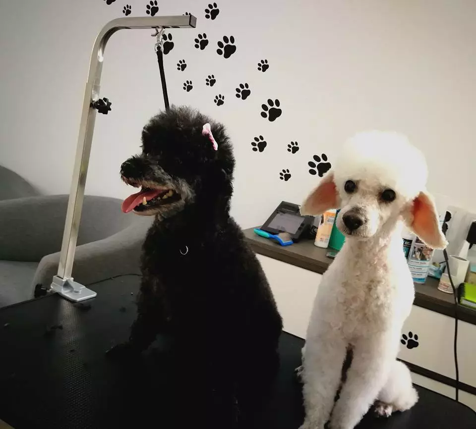 Salon_za_šišanje_i_njegu_pasa_u_Zagrebu3 Salon_za_šišanje_i_njegu_pasa_u_Zagrebu3