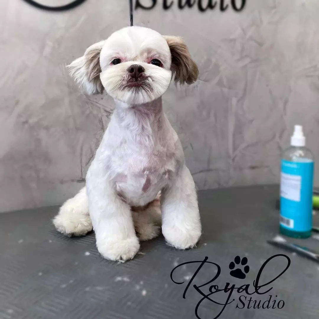 salon kućni ljubimci