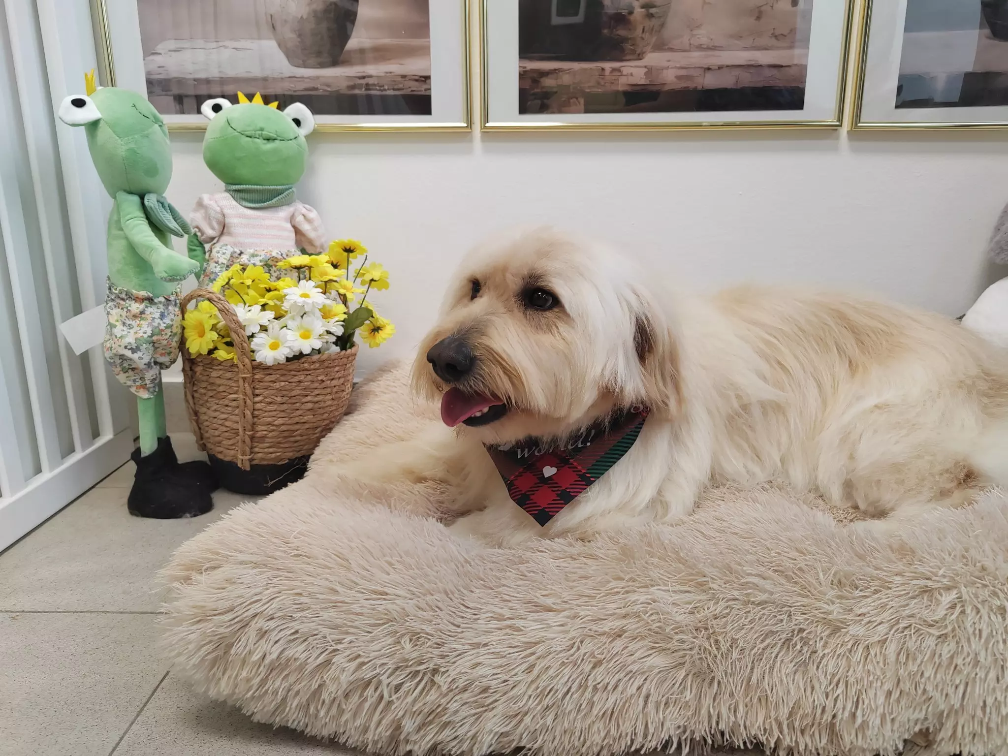 Salon za kućne ljubimce Labin