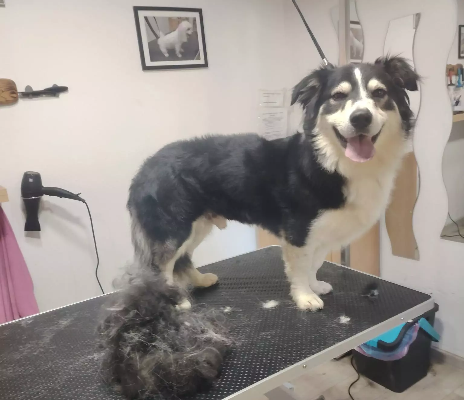 Salon za kućne ljubimce u Lokvama