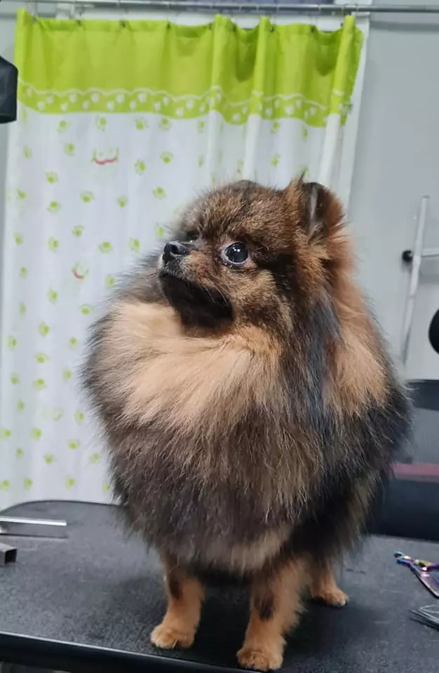 SalonzapseimačkeKvatrićZagreb3 SalonzapseimačkeKvatrićZagreb3