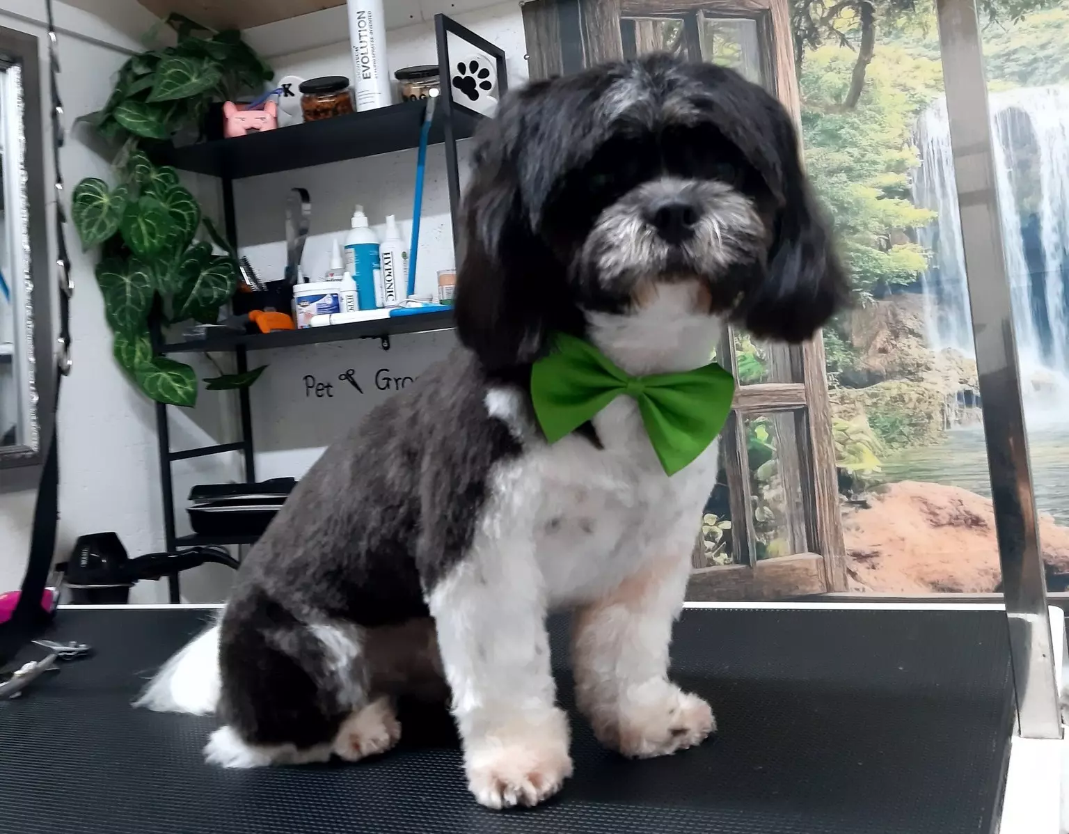 Šišanje psa Salon za šišanje pasa u Rovinju