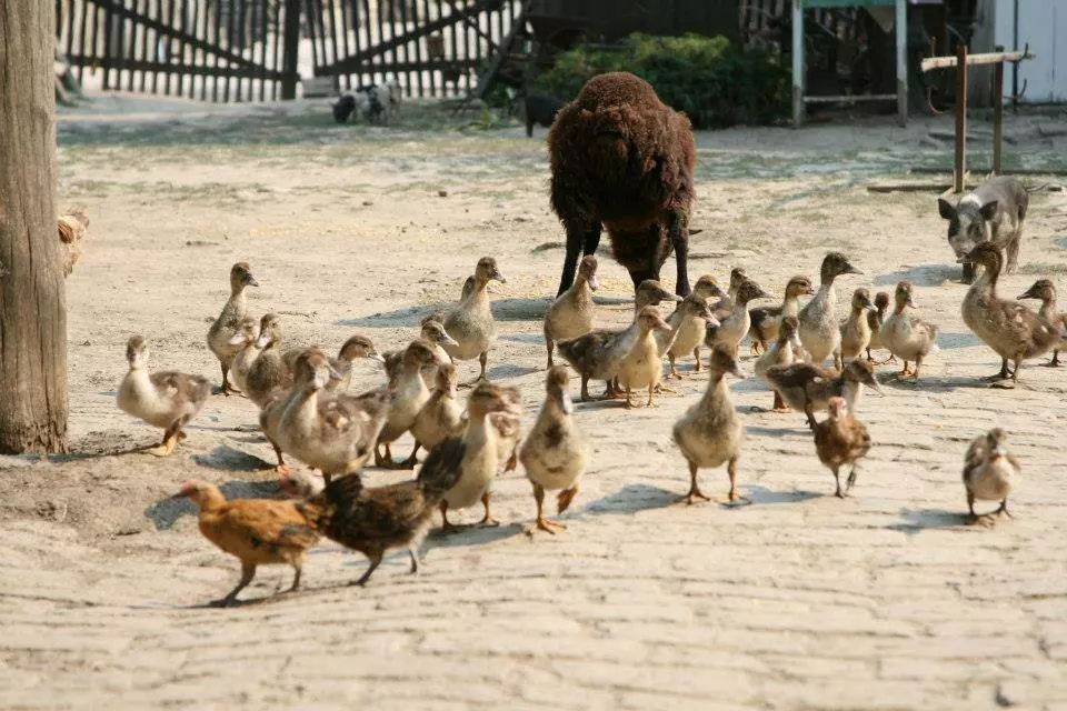 Autohtono seosko imanje, seoski turizam Seoski turizam, Vukovarsko-srijemska županija, Hrvatska