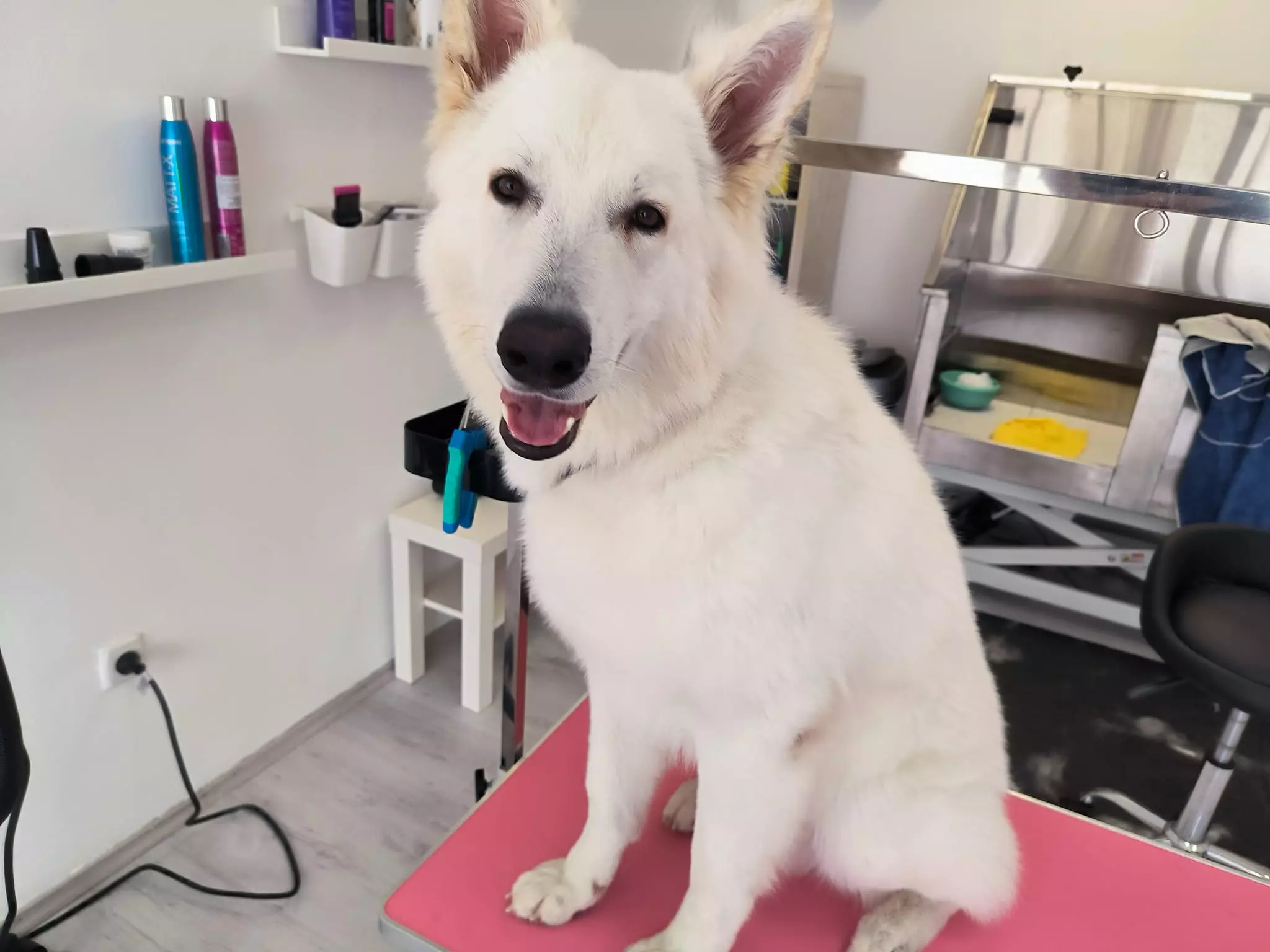 Salon, šišanje za pse Salon za šišanje pasa Rijeka, RH