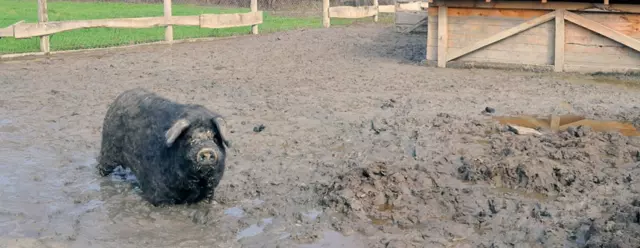 Slavonskikulen,crnaslavonskasvinja,Zagreb2 Slavonskikulen,crnaslavonskasvinja,Zagreb2