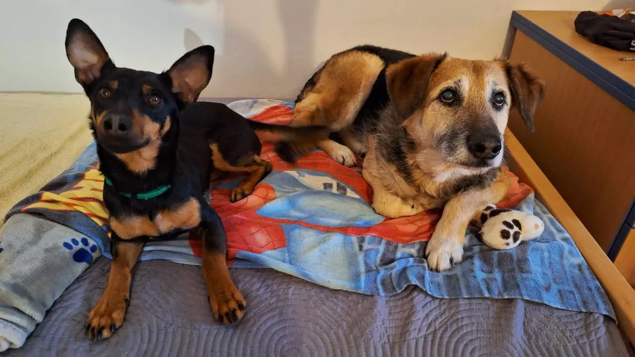 Smještaj za nezbrinute životinje Smještaj za nezbrinute životinje, Zagreb