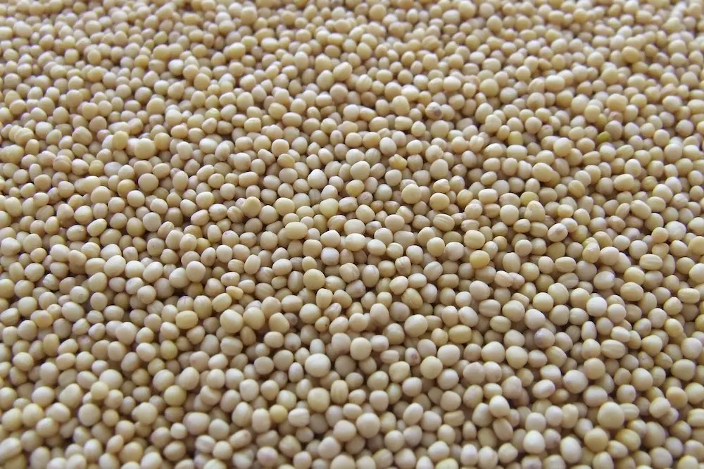 Ekološka soja i pir Andrijevac, Hrvatska