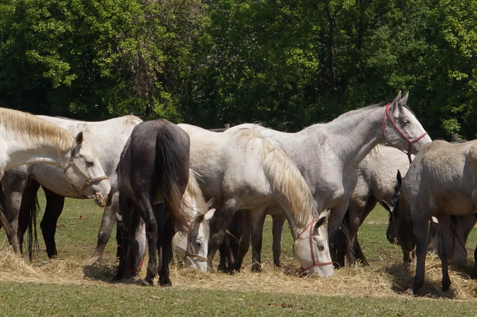 Sport_i_rekreacija,uzgoj_konja,jahanje,Đakovo