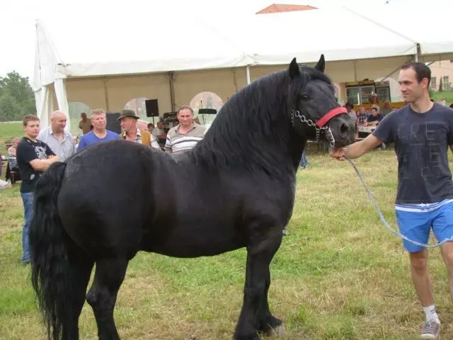 Središnjisavezudrugauzgajivačakonjahrvatskiposavac,MartinskaVes