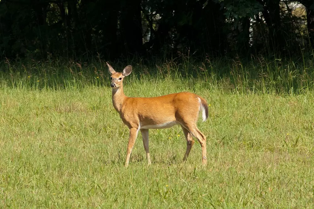 Lov i zaštita divljači Dragonožec