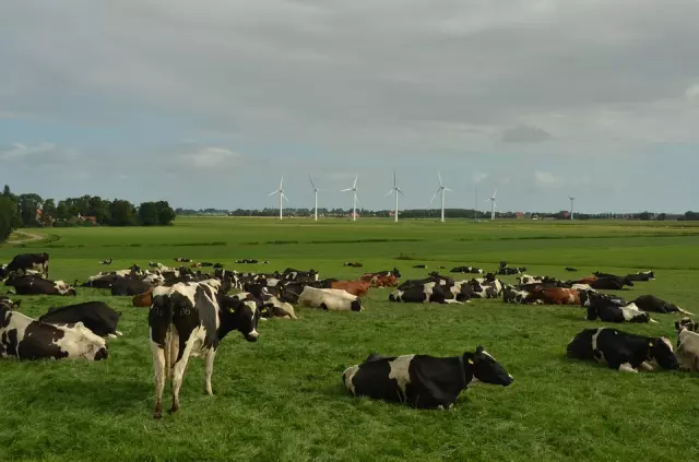 Stocarstvo_i_uzgoj_svinja_Viljevo0