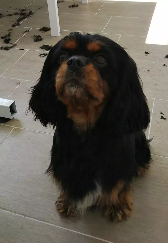 Stručni_i_profesionalni_preparati_i_oprema