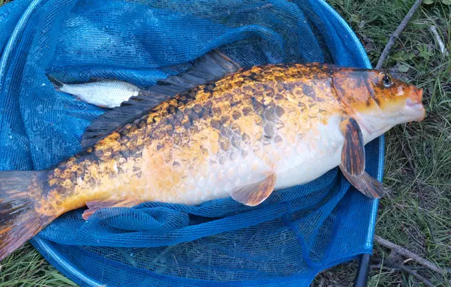 Mamci za ribolov Rijeka Hrvatska