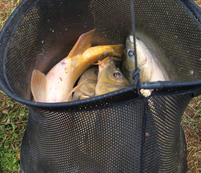 Mamci za ribolov grad Rijeka Hrvatska