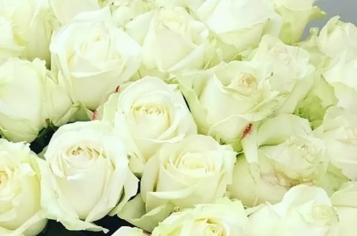 Tkalčevićcvijeće Tkalčevićcvijeće