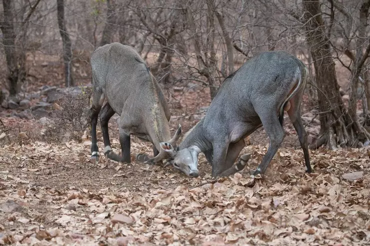TovbikovaKarlovačkažupanija8