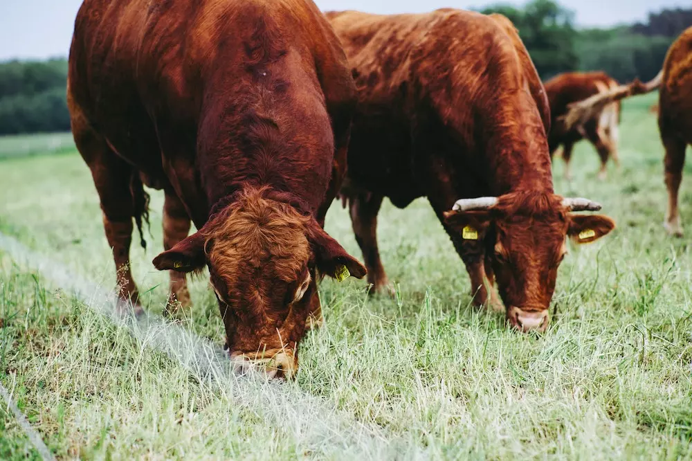 Uzgoj muznih krava i tov junadi Uzgoj muznih krava, Andrijevac