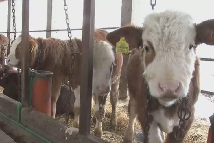 Trgovina_izvoz_zive_stoke