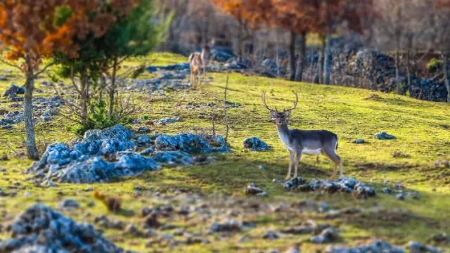 Turističkakarta,Vrlika