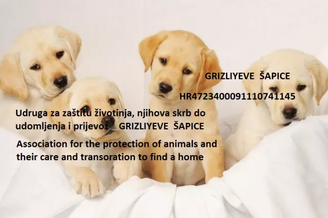 Udomljavanjepasa,brigaiskrbopsima,Dalj