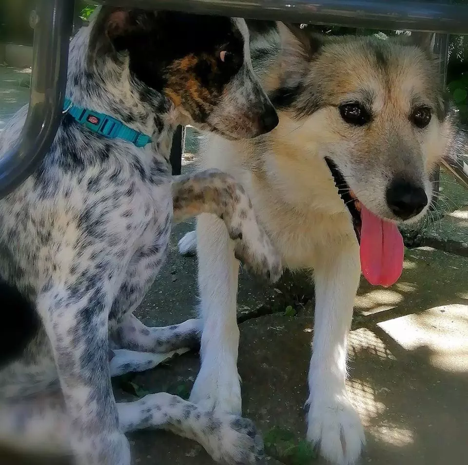 UređivanjeišišanjepasaVaraždin2 UređivanjeišišanjepasaVaraždin2