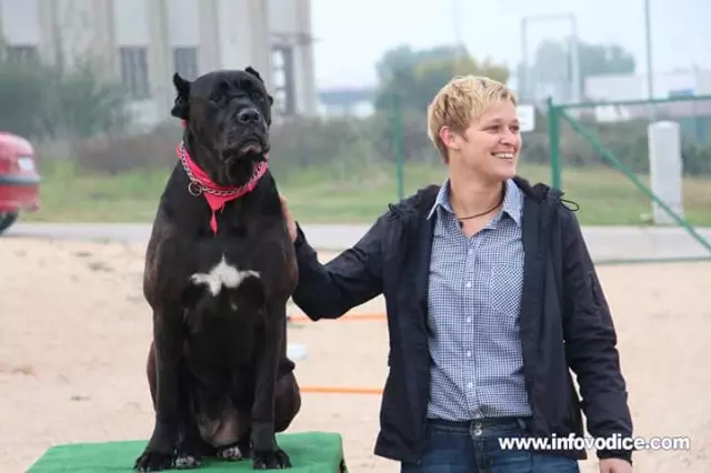 Uslugečuvanja,treningaisocijalizacijepasa,Vodice