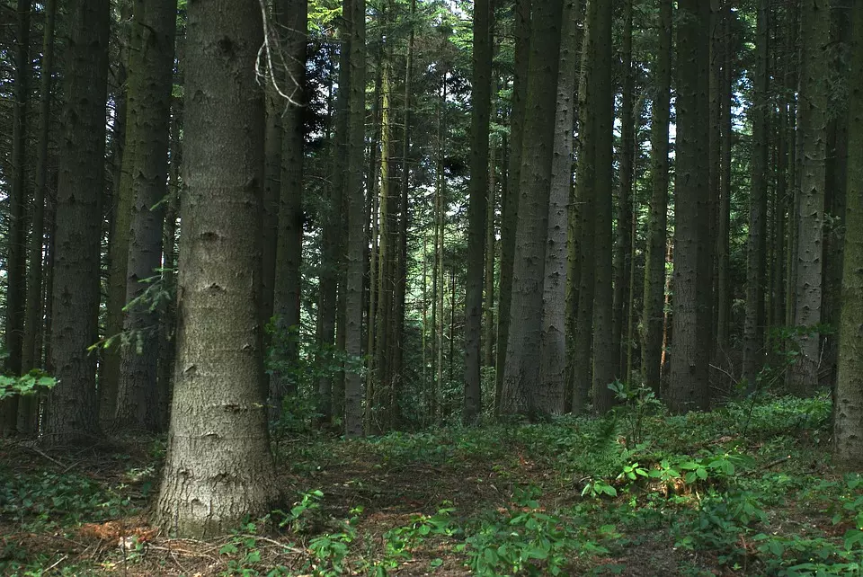 UslugeušumarstvuipoljoprivrediGunja,Vukovarsko-srijemskažupanija1 UslugeušumarstvuipoljoprivrediGunja,Vukovarsko-srijemskažupanija1