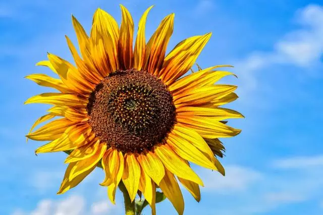 Uzgoj žitarica i uljarica Popovača