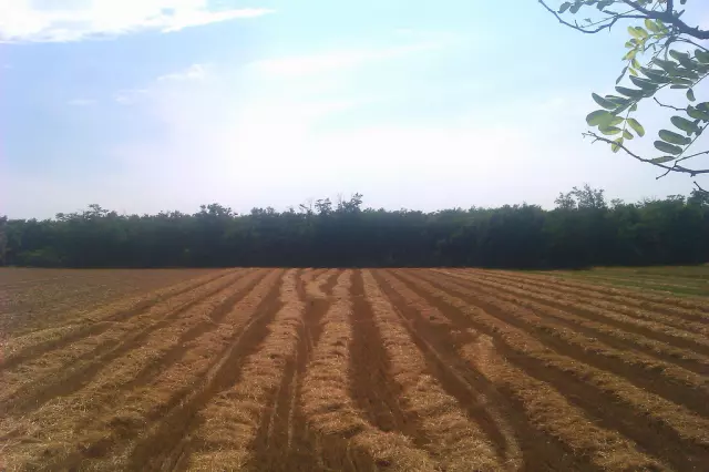 Uzgoj_i_prodaja_psenice_kukuruza_soje_suncokreta_i_duhana_Viljevo1