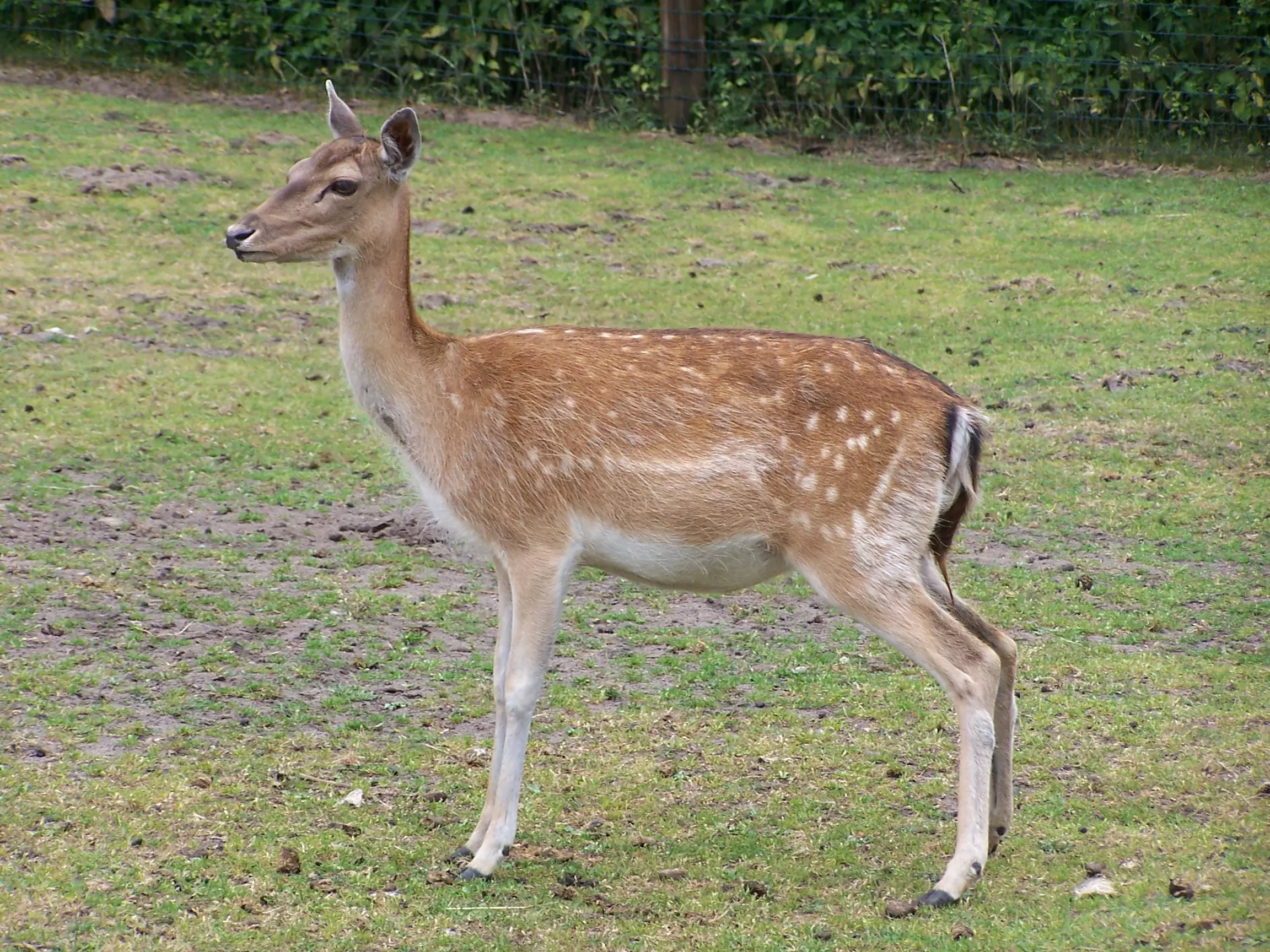 UzgojilovdivljačiPitomača1 UzgojilovdivljačiPitomača1