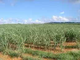 UzgojiprodajašećernerepiceMohovo,Hrvatska3 UzgojiprodajašećernerepiceMohovo,Hrvatska3