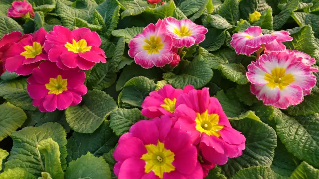 Uzgojiprodajacvijeća,Ludbreg,Varaždin Uzgojiprodajacvijeća,Ludbreg,Varaždin